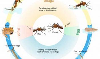 How far does a mosquito travel